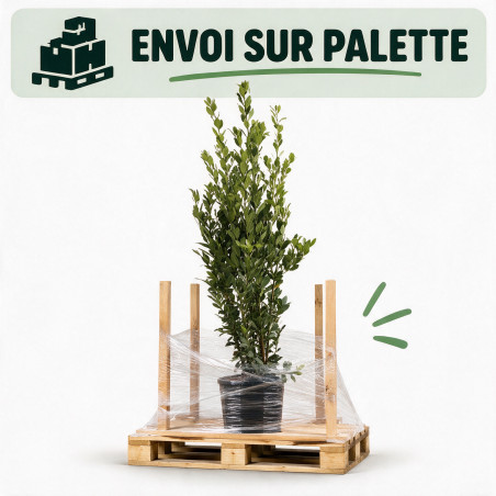 Laurier-sauce - Laurus nobilis 150/175cm Pot 15L