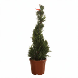 Cyprès de Leyland Castlewellan Gold - Cupressocyparis leylandii Castlewellan Gold Spirale 100/120cm Pot 10L