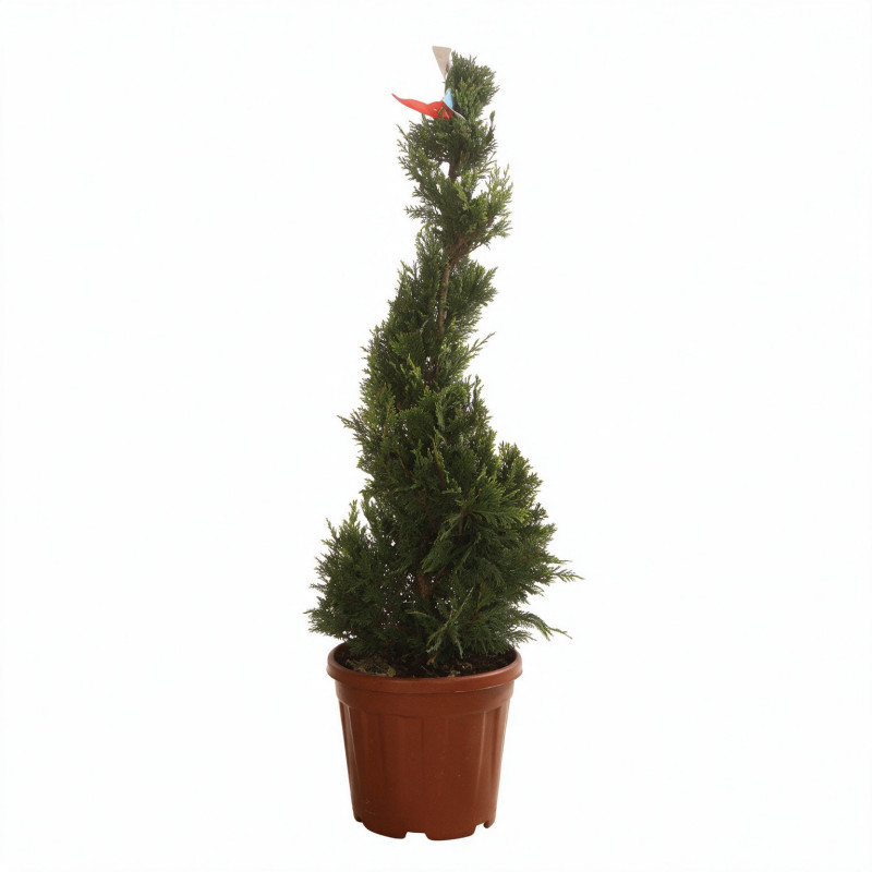 Cyprès de Leyland Castlewellan Gold - Cupressocyparis leylandii Castlewellan Gold Spirale 100/120cm Pot 10L