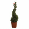 Cyprès de Leyland Castlewellan Gold - Cupressocyparis leylandii Castlewellan Gold Spirale 100/120cm Pot 10L