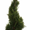 Cyprès de Leyland Castlewellan Gold - Cupressocyparis leylandii Castlewellan Gold Spirale 100/120cm Pot 10L