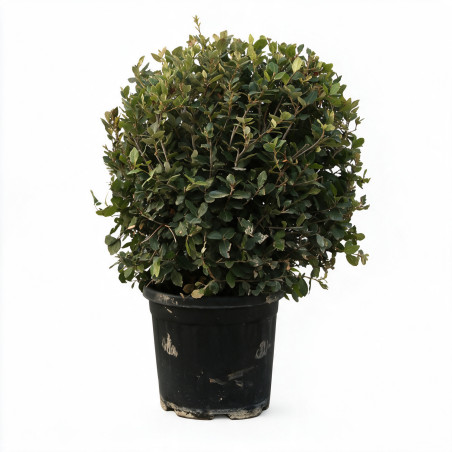 Chêne vert - Quercus ilex Boule 60cm Pot 25L