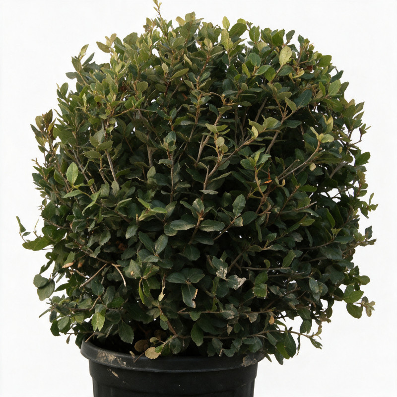 Chêne vert - Quercus ilex Boule 60cm Pot 25L