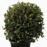 Chêne vert - Quercus ilex Boule 60cm Pot 25L