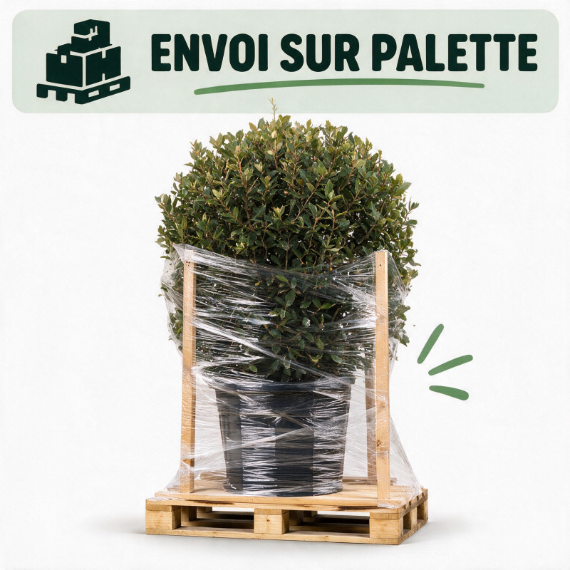 Chêne vert - Quercus ilex Boule 60cm Pot 25L