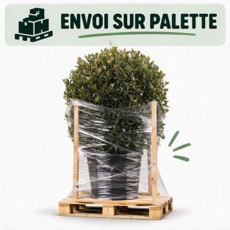 Chêne vert - Quercus ilex Boule 60cm Pot 25L