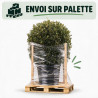 Chêne vert - Quercus ilex Boule 60cm Pot 25L