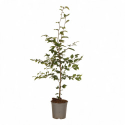 Hêtre commun 60/80cm Pot 2L - Fagus sylvatica