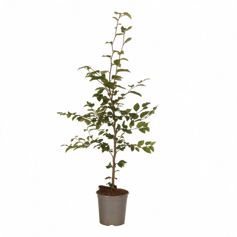 Hêtre commun 60/80cm Pot 2L - Fagus sylvatica