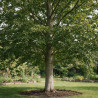 Hêtre commun 60/80cm Pot 2L - Fagus sylvatica