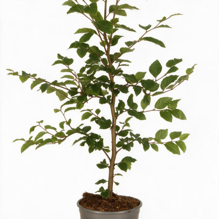 Hêtre commun 60/80cm Pot 2L - Fagus sylvatica
