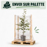 Hêtre commun 60/80cm Pot 2L - Fagus sylvatica