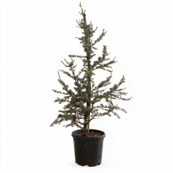 Cèdre Glauca - Cedrus libani Glauca 100/120cm Pot 20L