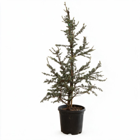 Cèdre Glauca - Cedrus libani Glauca 100/120cm Pot 20L
