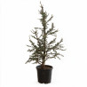 Cèdre Glauca - Cedrus libani Glauca 100/120cm Pot 20L