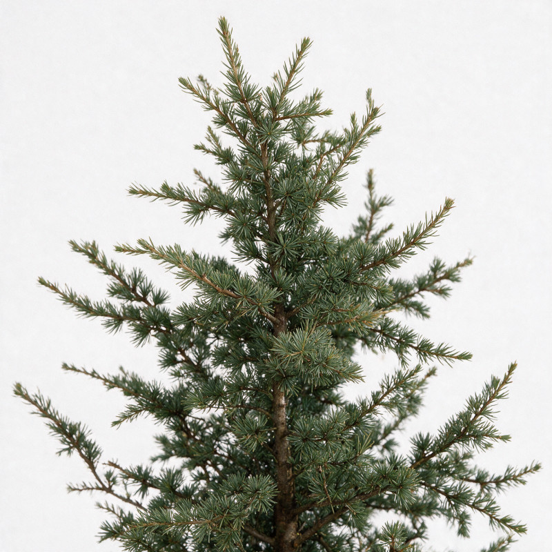Cèdre Glauca - Cedrus libani Glauca 100/120cm Pot 20L
