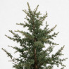 Cèdre Glauca - Cedrus libani Glauca 100/120cm Pot 20L