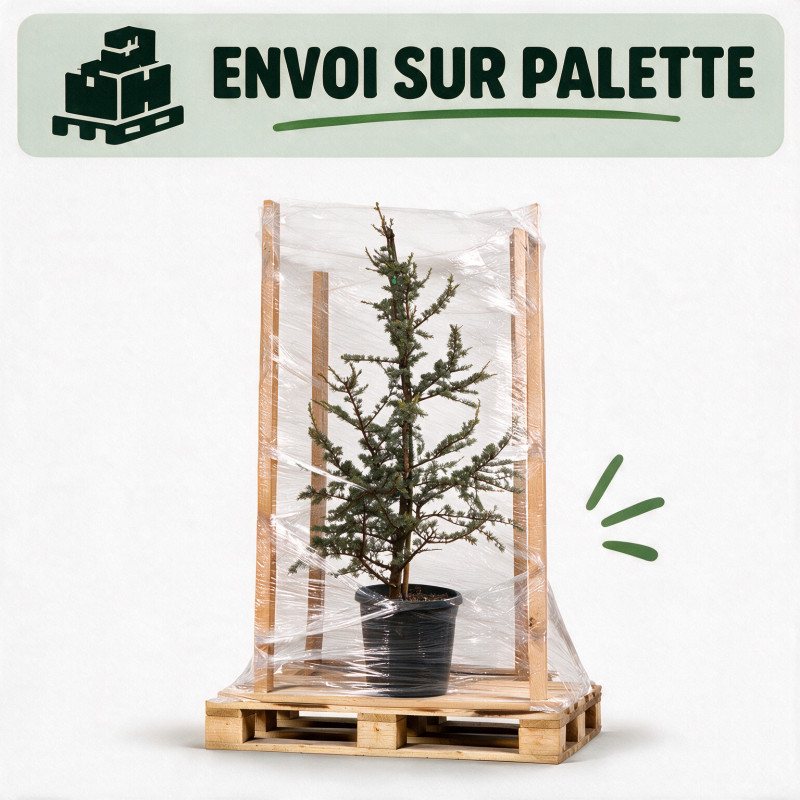 Cèdre Glauca - Cedrus libani Glauca 100/120cm Pot 20L