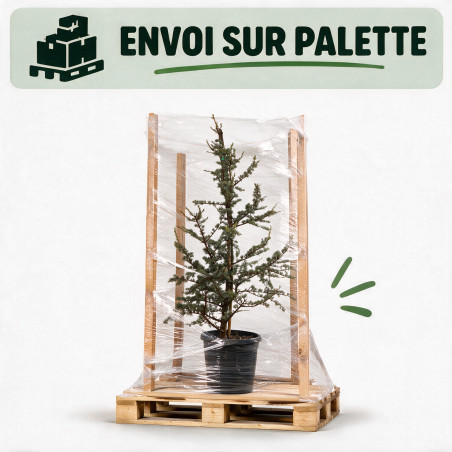 Cèdre Glauca - Cedrus libani Glauca 100/120cm Pot 20L