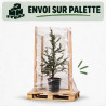 Cèdre Glauca - Cedrus libani Glauca 100/120cm Pot 20L