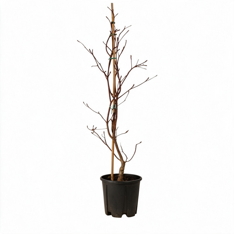 Cornouiller Variegata - Cornus controversa Variegata 100/120cm Pot 12L