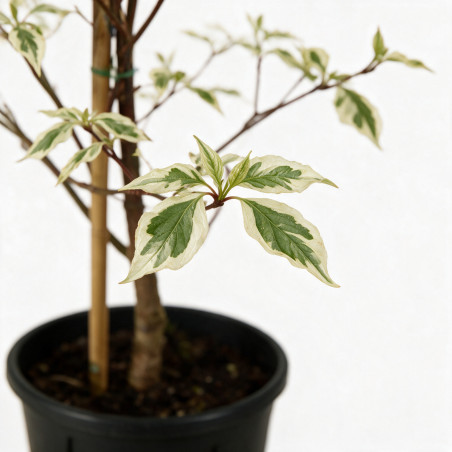 Cornouiller Variegata - Cornus controversa Variegata 100/120cm Pot 12L