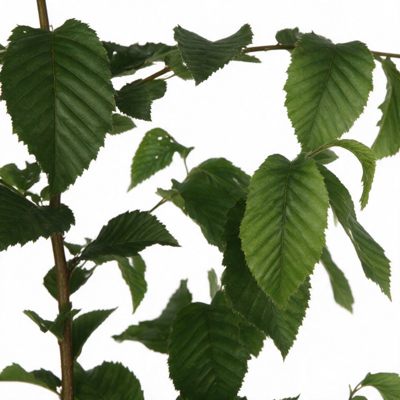 Charme commun 60/80cm Pot 2L - Carpinus betulus