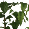 Charme commun 60/80cm Pot 2L - Carpinus betulus