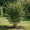 Charme commun 60/80cm Pot 2L - Carpinus betulus