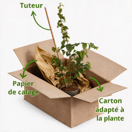 Charme commun 60/80cm Pot 2L - Carpinus betulus