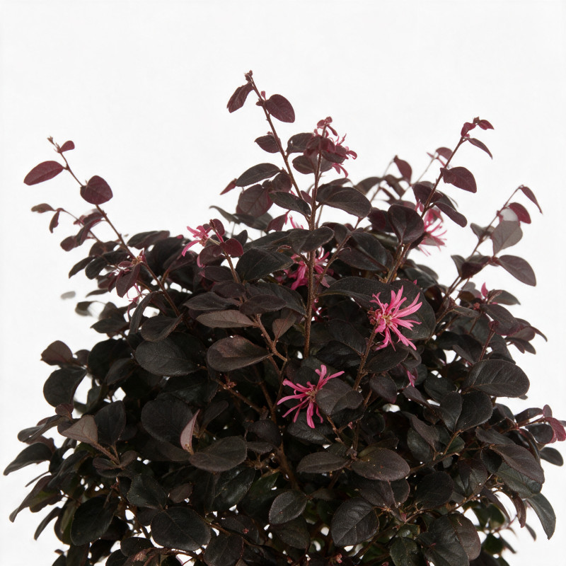Loropétale de Chine Fede - Loropetalum chinense Fede 30/40cm Pot 10L