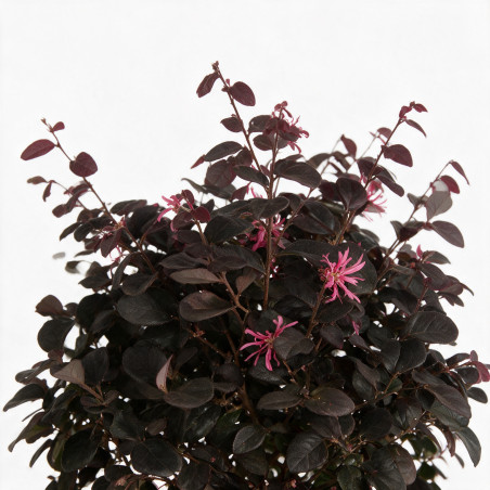 Loropétale de Chine Fede - Loropetalum chinense Fede 30/40cm Pot 10L