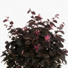 Loropétale de Chine Fede - Loropetalum chinense Fede 30/40cm Pot 10L