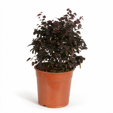 Loropétale de Chine Fede - Loropetalum chinense Fede 30/40cm Pot 10L