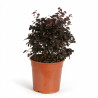 Loropétale de Chine Fede - Loropetalum chinense Fede 30/40cm Pot 10L