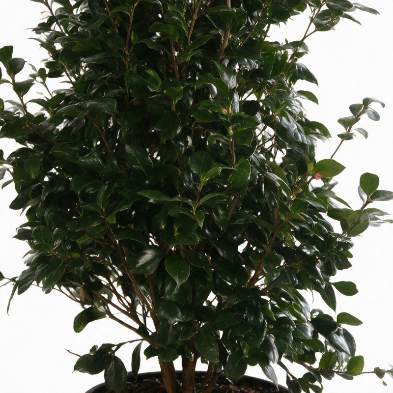 Camélia - Camellia japonica 125/145cm Pot 50L