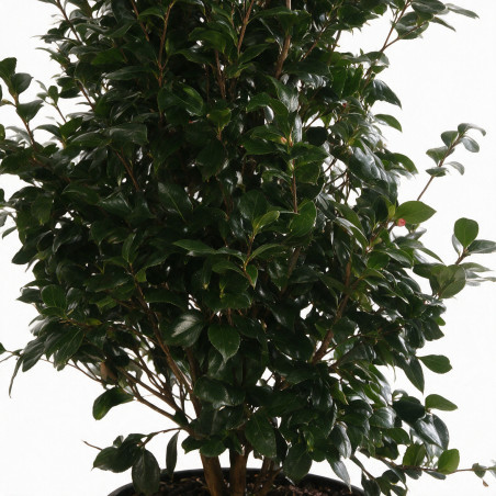 Camélia - Camellia japonica 125/145cm Pot 50L