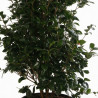 Camélia - Camellia japonica 125/145cm Pot 50L