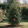 Camélia - Camellia japonica 125/145cm Pot 50L