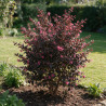 Loropétale de Chine Fede - Loropetalum chinense Fede 30/40cm Pot 10L