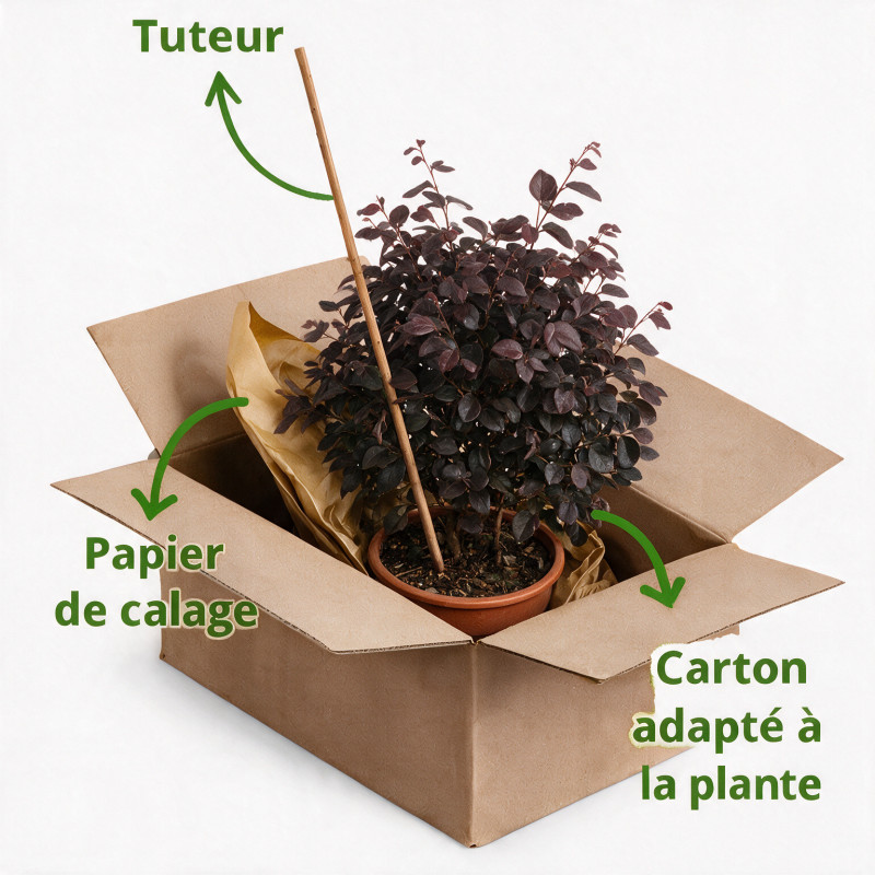 Loropétale de Chine Fede - Loropetalum chinense Fede 30/40cm Pot 10L