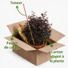 Loropétale de Chine Fede - Loropetalum chinense Fede 30/40cm Pot 10L