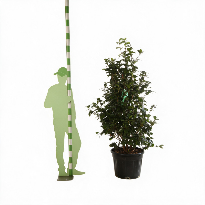 Camélia - Camellia japonica 125/145cm Pot 50L