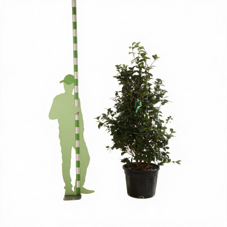 Camélia - Camellia japonica 125/145cm Pot 50L