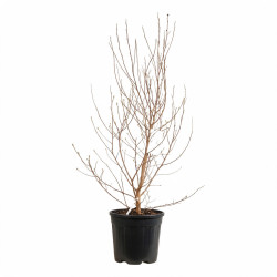 Magnolia étoilé - Magnolia stellata 100/120cm Pot 18L