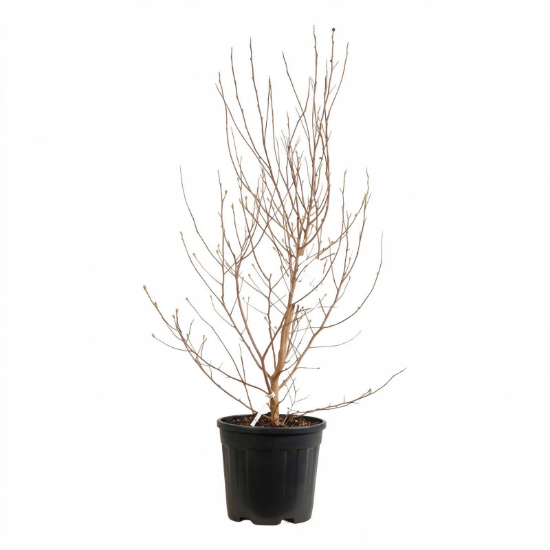 Magnolia étoilé - Magnolia stellata 100/120cm Pot 18L