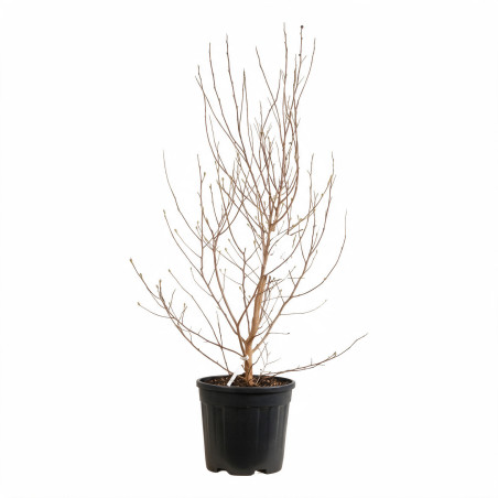 Magnolia étoilé - Magnolia stellata 100/120cm Pot 18L