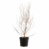 Magnolia étoilé - Magnolia stellata 100/120cm Pot 18L