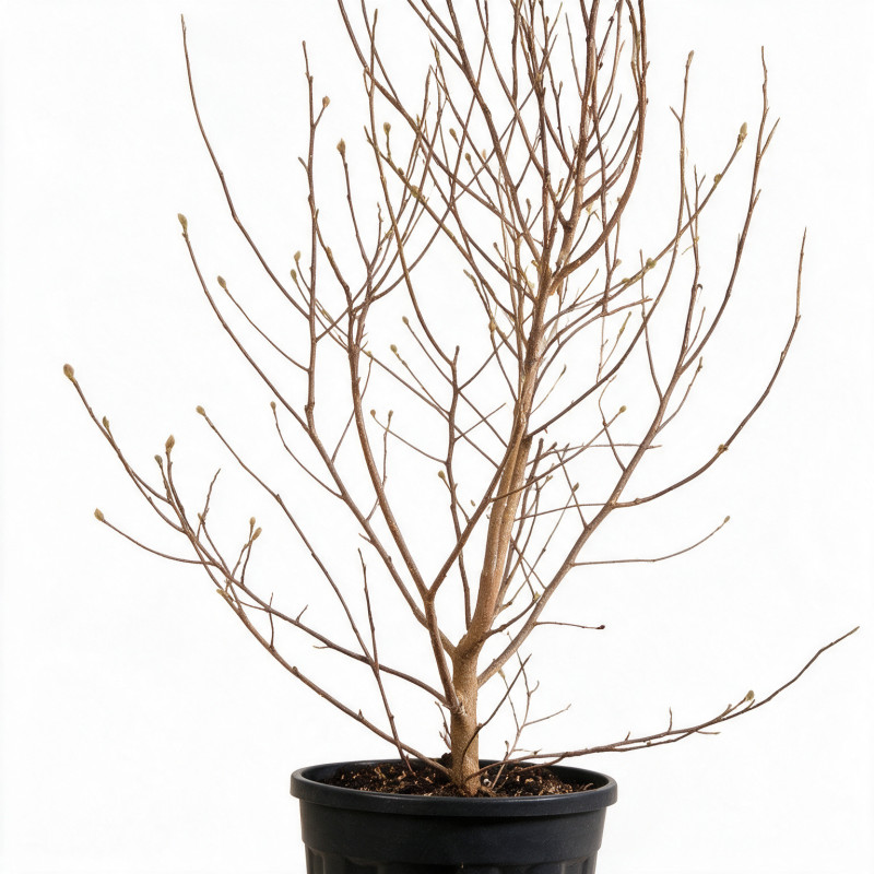 Magnolia étoilé - Magnolia stellata 100/120cm Pot 18L
