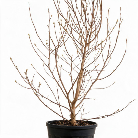 Magnolia étoilé - Magnolia stellata 100/120cm Pot 18L